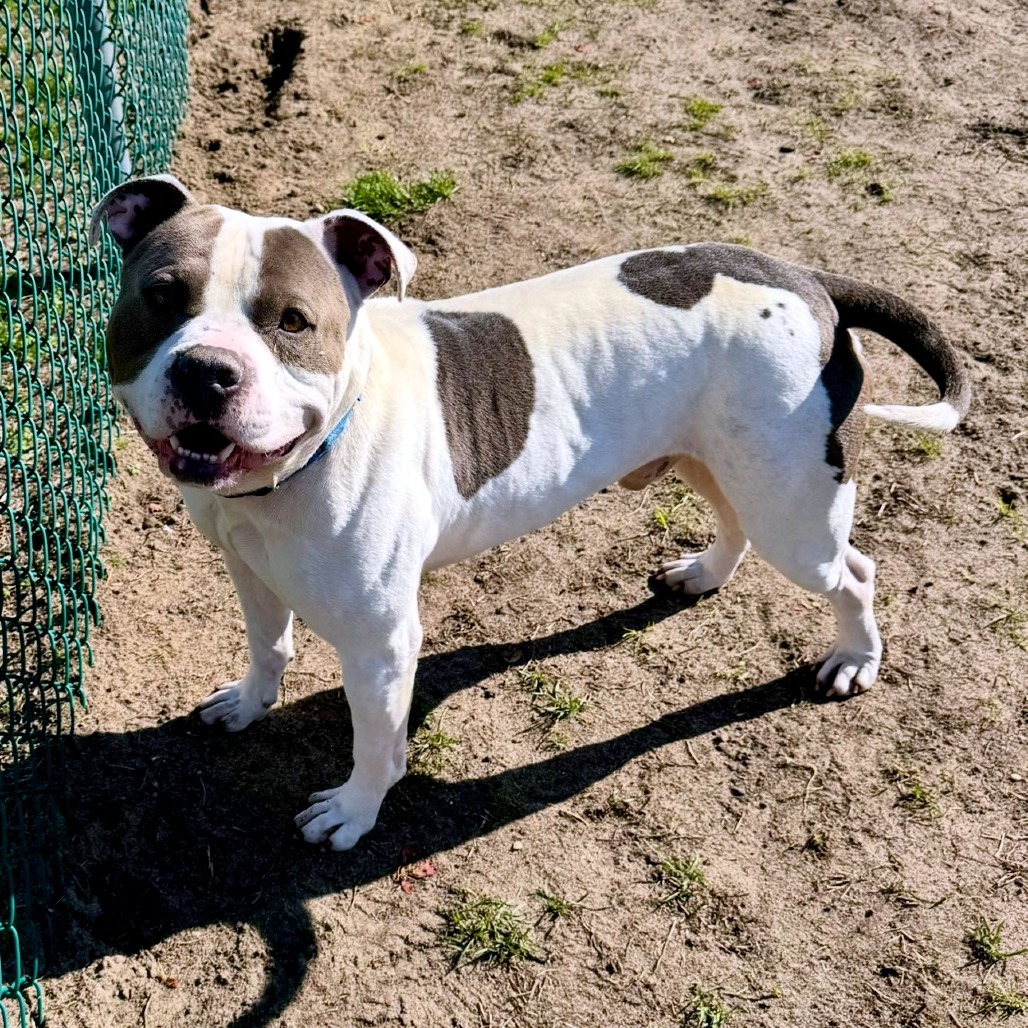 Tank (In Foster)