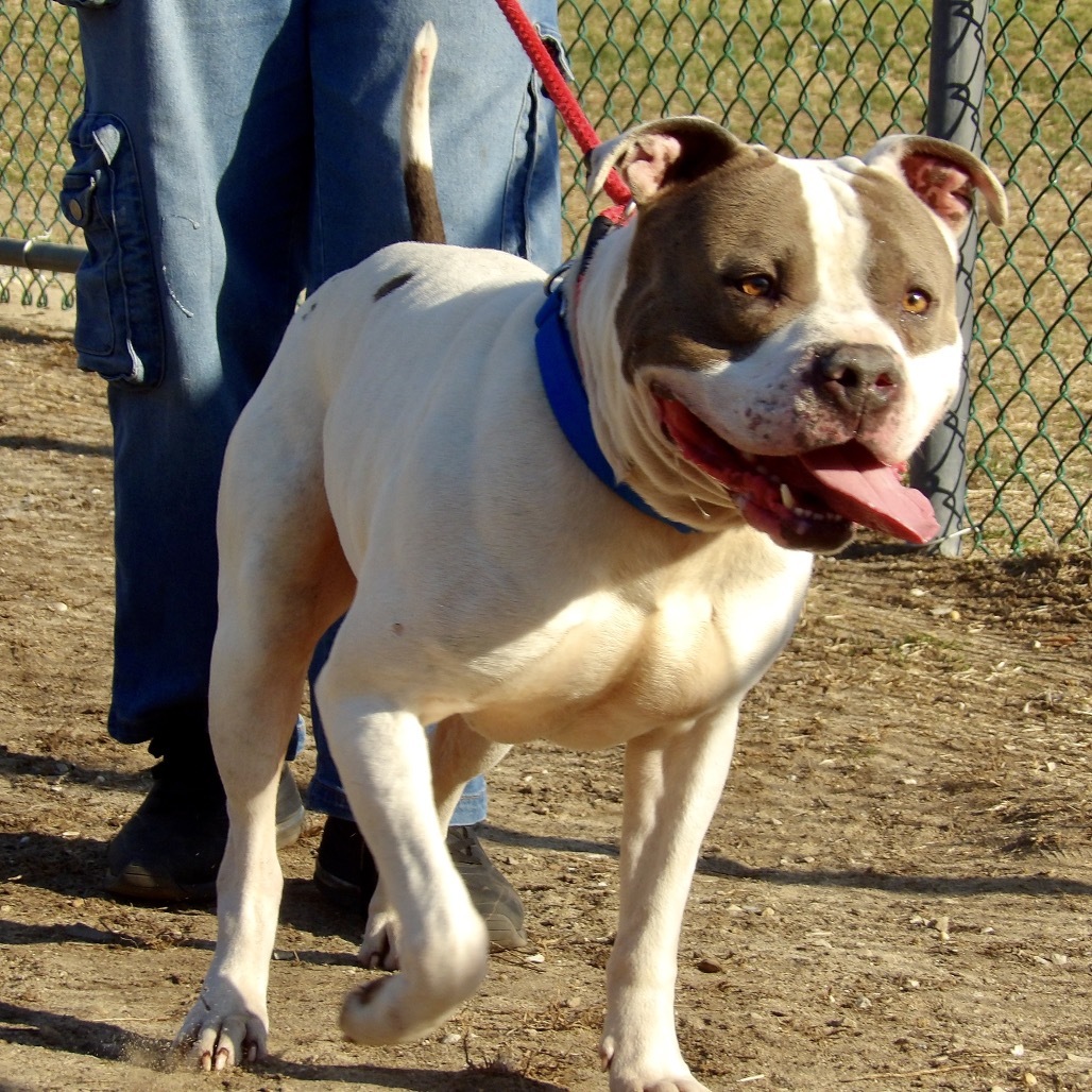 Tank (In Foster)