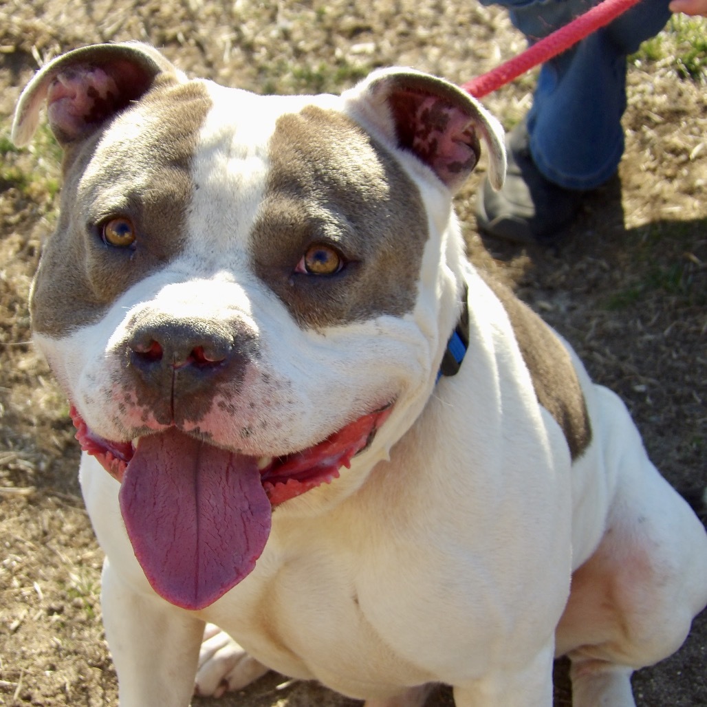 Tank (In Foster)