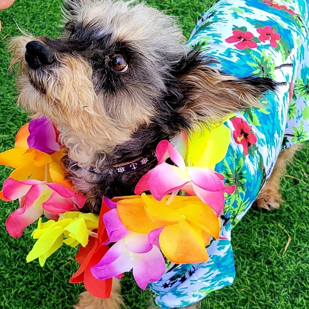 Lenny, an adoptable Schnauzer, Yorkshire Terrier in Las Vegas, NV, 89120 | Photo Image 1