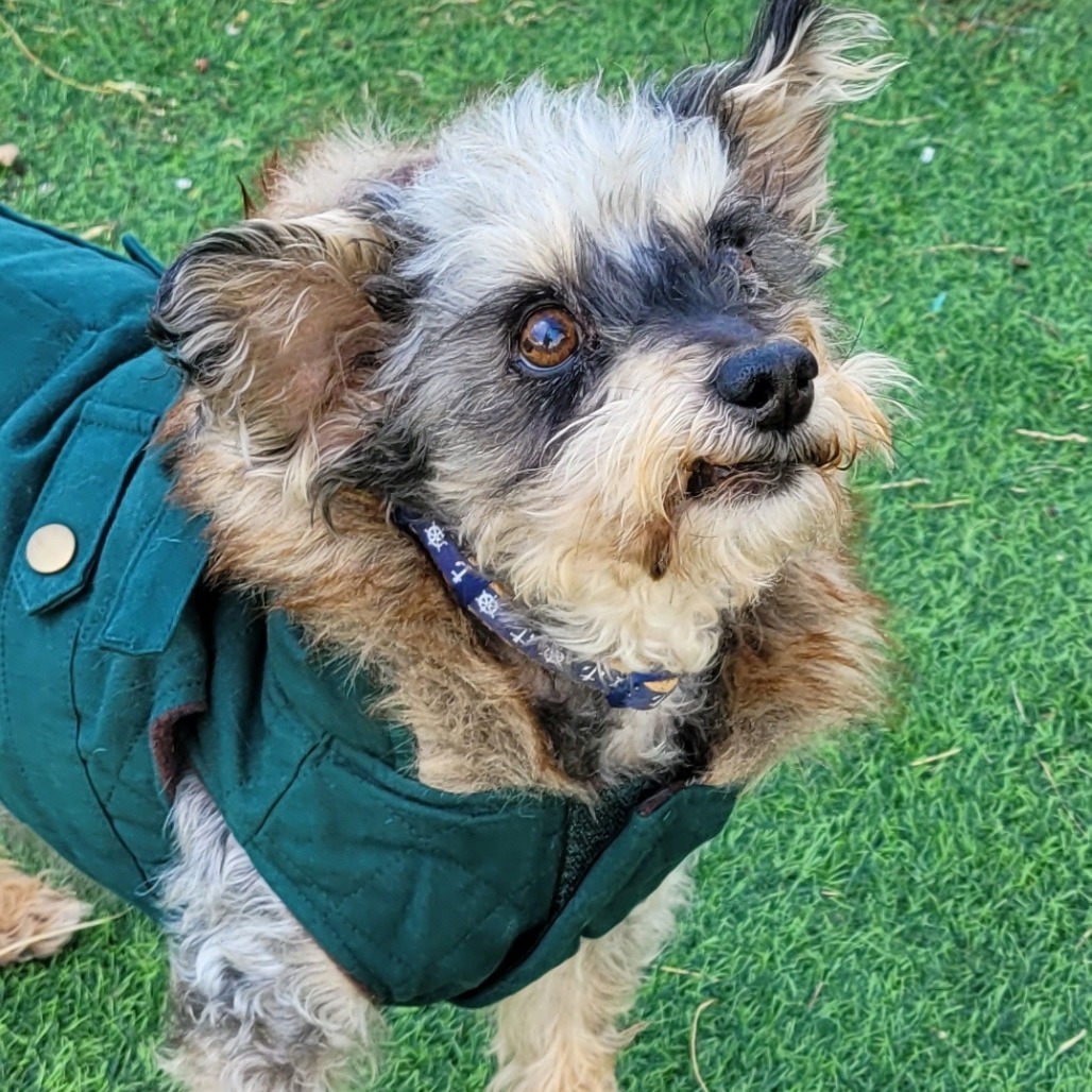 Lenny, an adoptable Schnauzer, Yorkshire Terrier in Las Vegas, NV, 89120 | Photo Image 2
