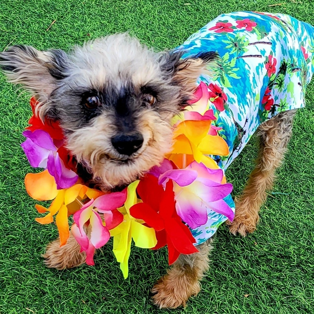 Lenny, an adoptable Schnauzer, Yorkshire Terrier in Las Vegas, NV, 89120 | Photo Image 4