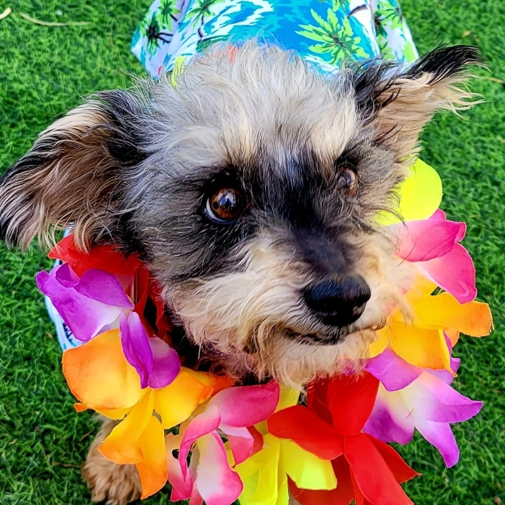 Lenny, an adoptable Schnauzer, Yorkshire Terrier in Las Vegas, NV, 89120 | Photo Image 5