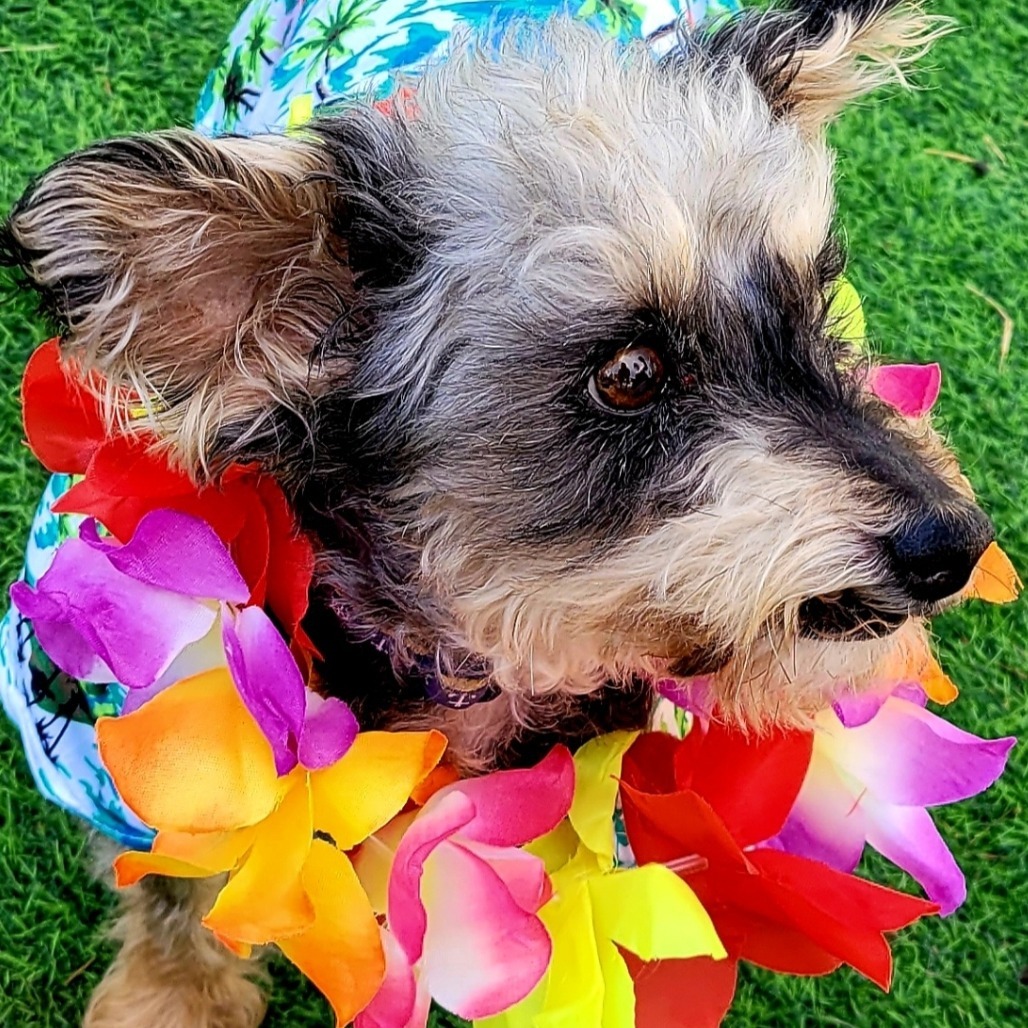 Lenny, an adoptable Schnauzer, Yorkshire Terrier in Las Vegas, NV, 89120 | Photo Image 6