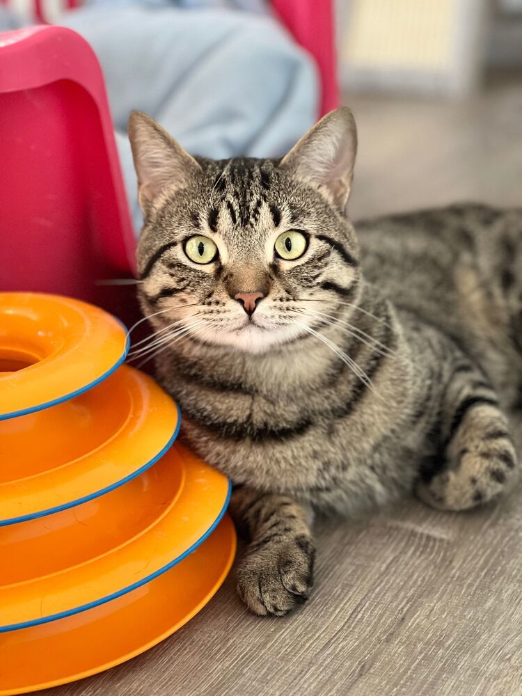 Leo, an adoptable Domestic Short Hair in McPherson, KS, 67460 | Photo Image 1