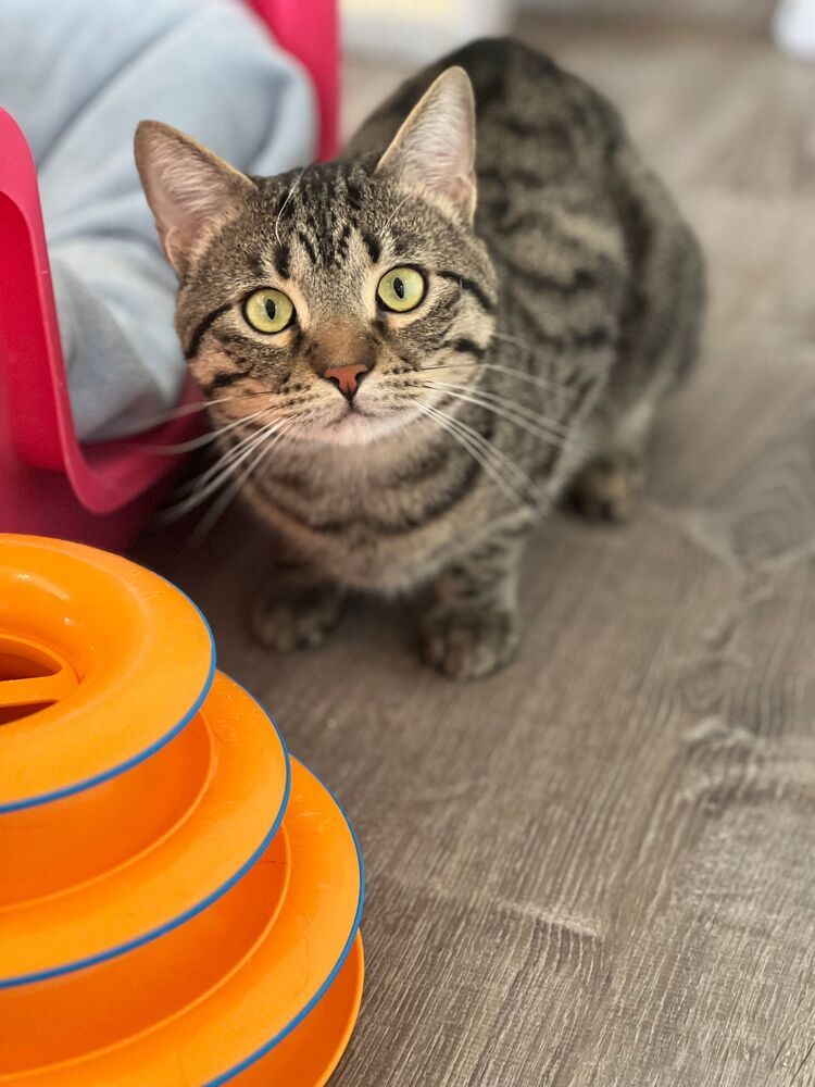 Leo, an adoptable Domestic Short Hair in McPherson, KS, 67460 | Photo Image 2