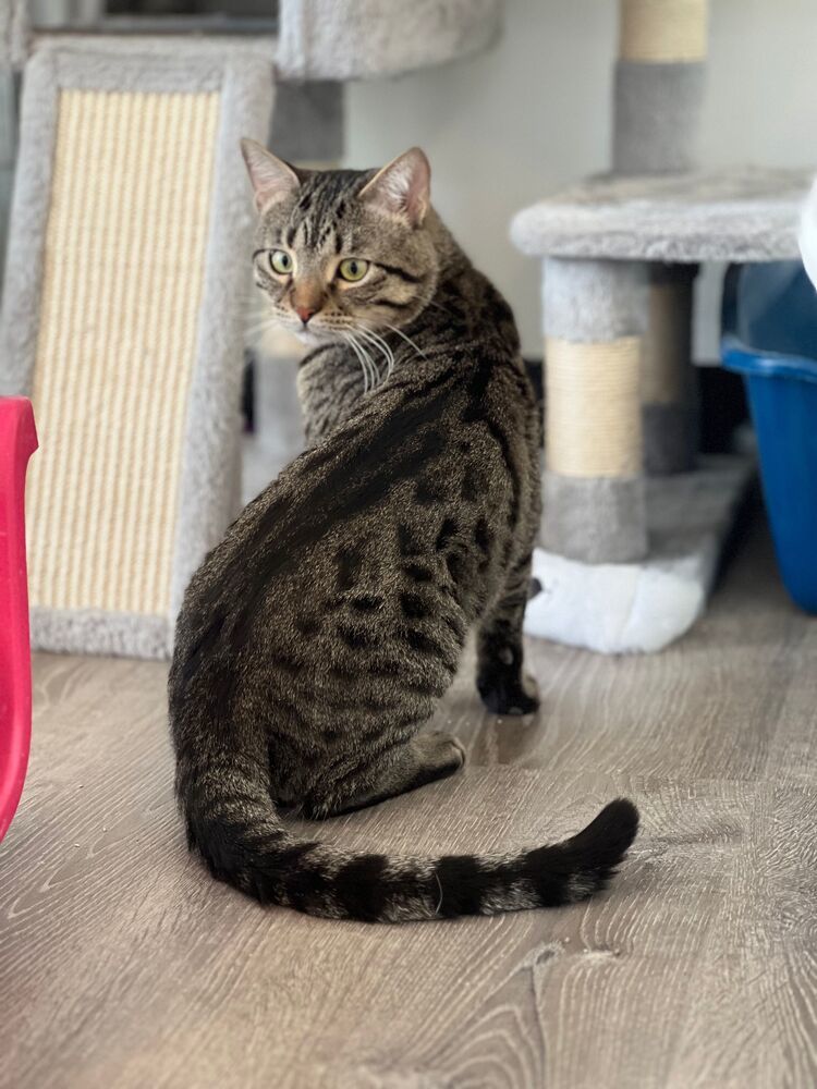 Leo, an adoptable Domestic Short Hair in McPherson, KS, 67460 | Photo Image 3