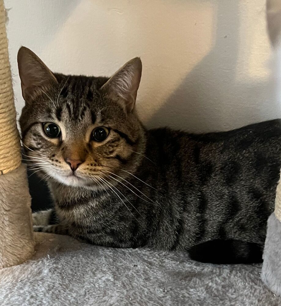Leo, an adoptable Domestic Short Hair in McPherson, KS, 67460 | Photo Image 4