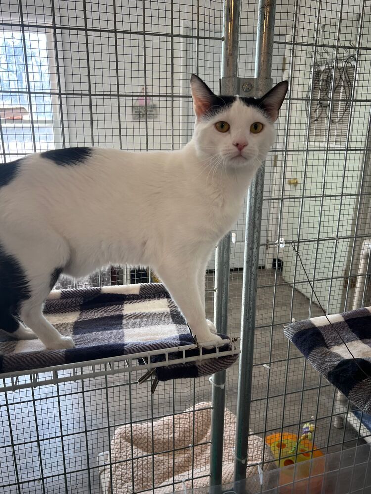 Loki, an adoptable Domestic Short Hair in McPherson, KS, 67460 | Photo Image 1