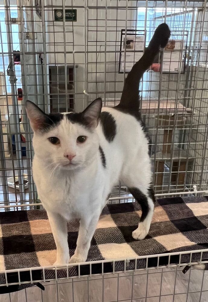 Loki, an adoptable Domestic Short Hair in McPherson, KS, 67460 | Photo Image 2