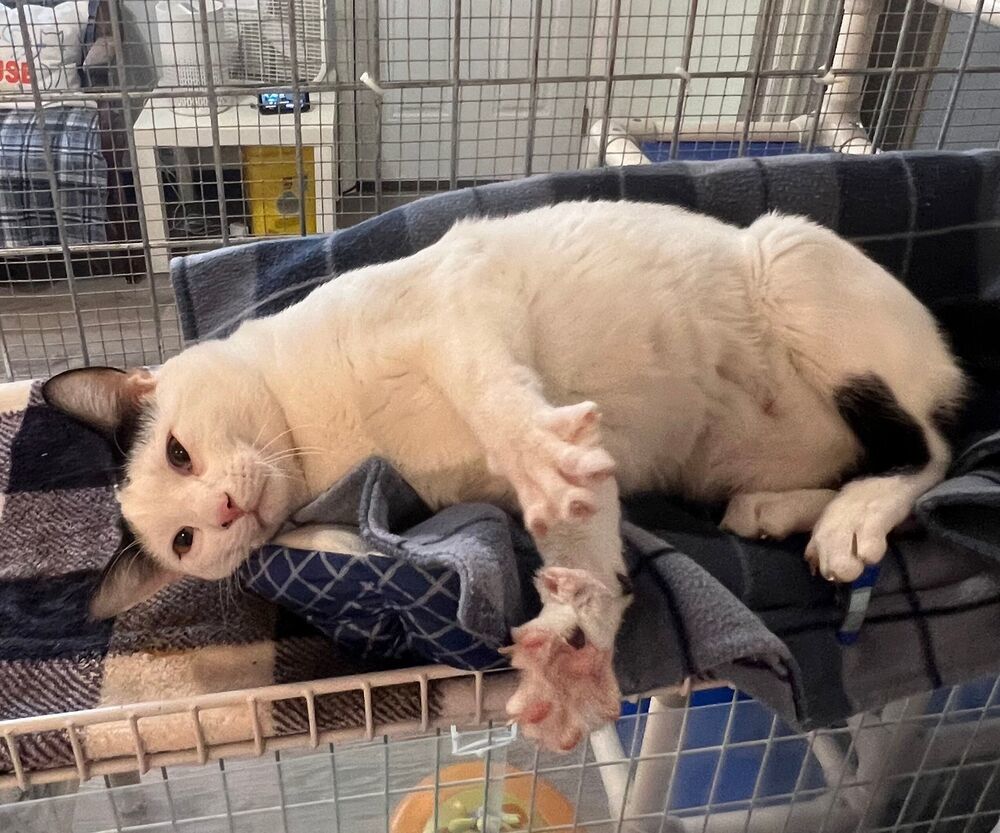Loki, an adoptable Domestic Short Hair in McPherson, KS, 67460 | Photo Image 3