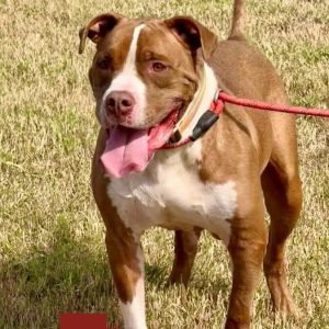 Jax, Adult Male American Staffordshire Terrier