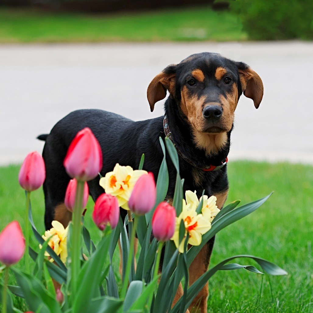 Aladdin, an adoptable Mixed Breed in Calgary, AB, T3C 1W4 | Photo Image 1