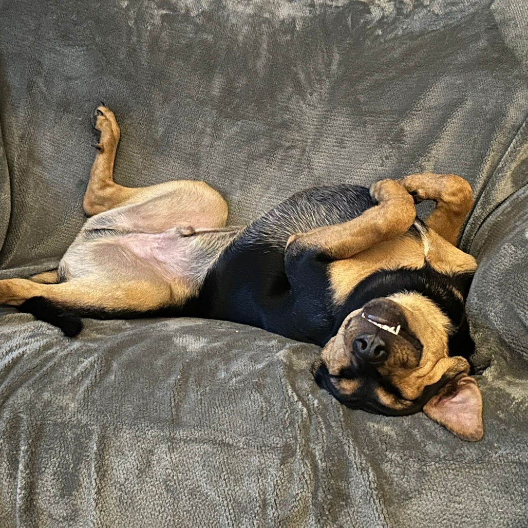 Aladdin, an adoptable Mixed Breed in Calgary, AB, T3C 1W4 | Photo Image 1