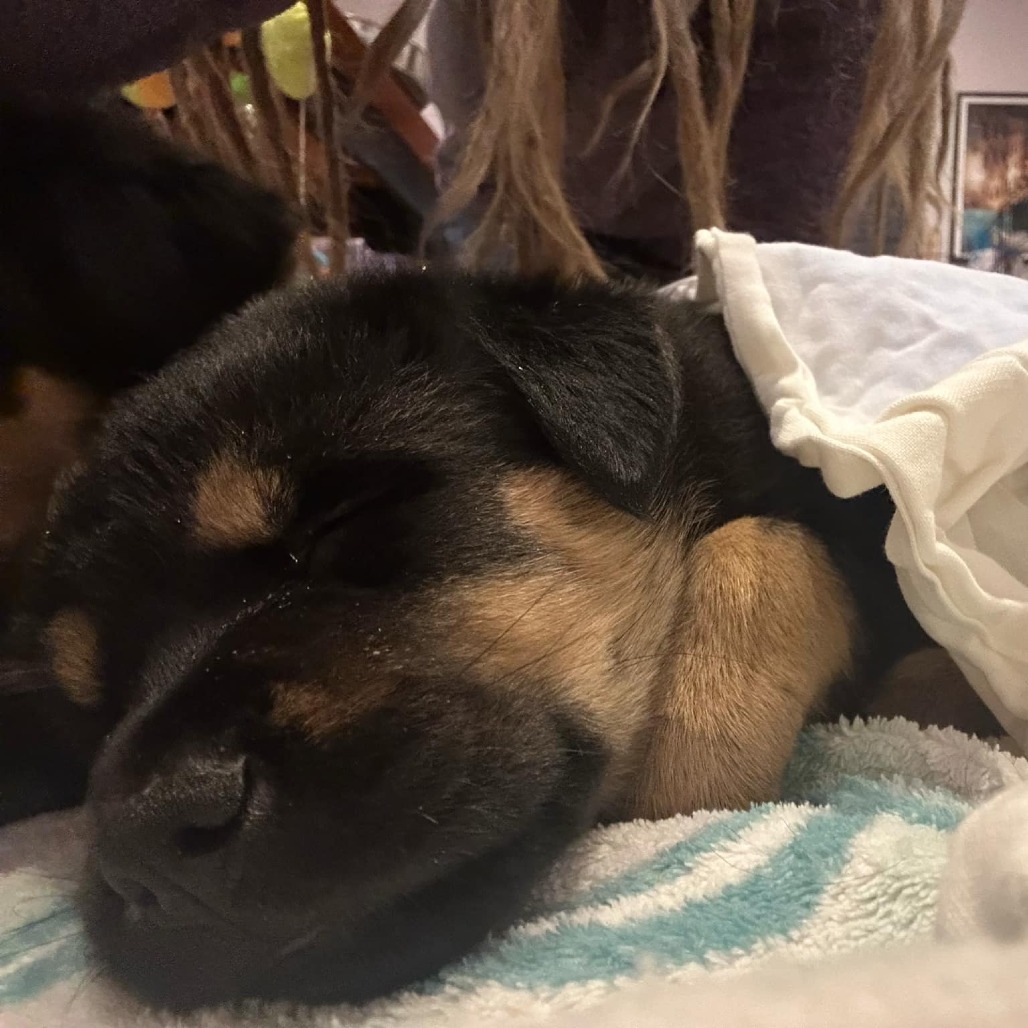 Aladdin, an adoptable Mixed Breed in Calgary, AB, T3C 1W4 | Photo Image 3