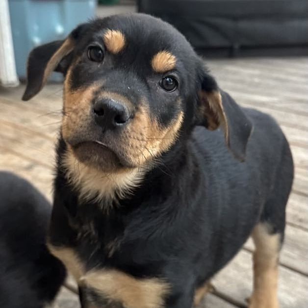 Aladdin, an adoptable Mixed Breed in Calgary, AB, T3C 1W4 | Photo Image 4