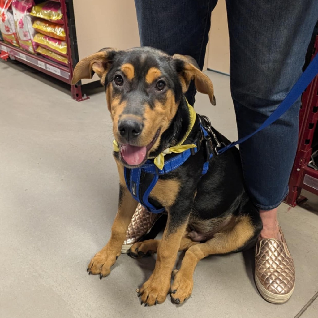 Aladdin, an adoptable Mixed Breed in Calgary, AB, T3C 1W4 | Photo Image 5