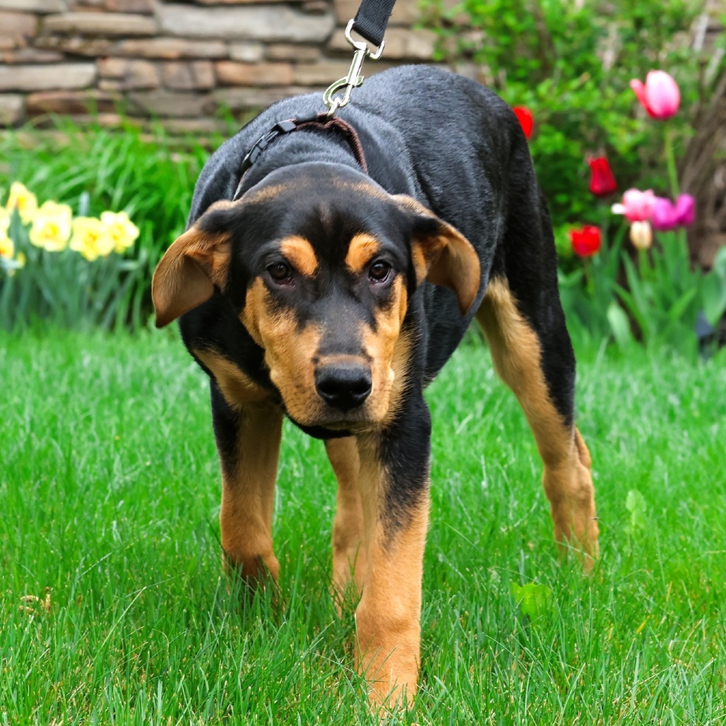 Aladdin, an adoptable Mixed Breed in Calgary, AB, T3C 1W4 | Photo Image 6
