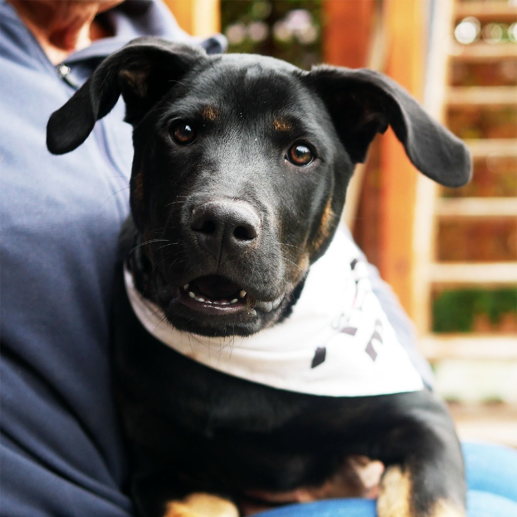 Merida, an adoptable Mixed Breed in Calgary, AB, T3C 1W4 | Photo Image 1