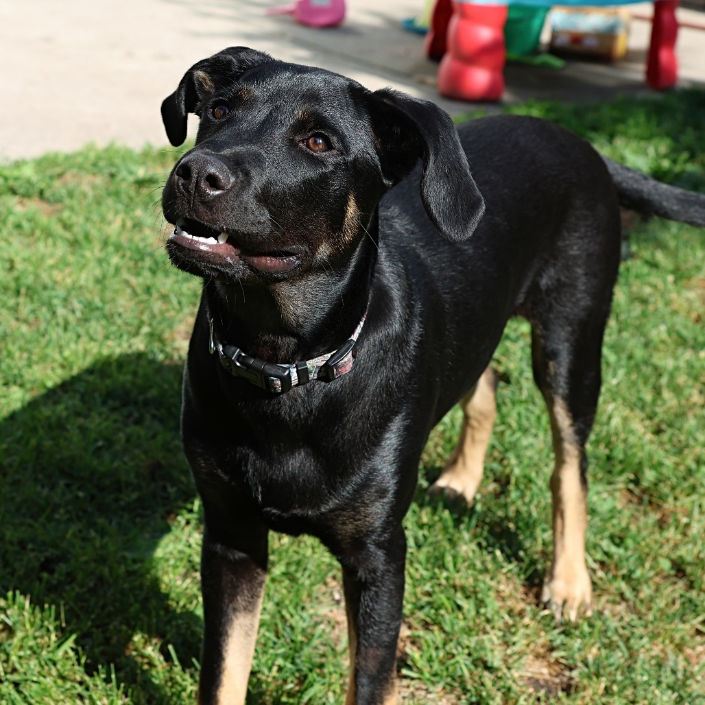 Merida, an adoptable Mixed Breed in Calgary, AB, T3C 1W4 | Photo Image 1
