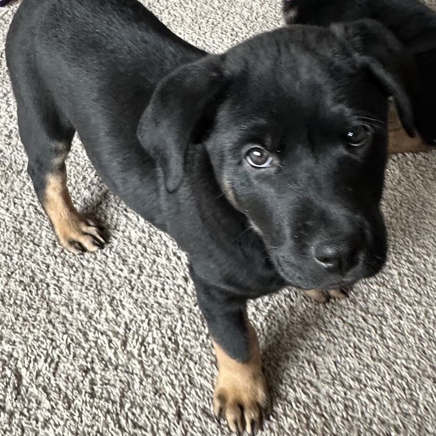 Merida, an adoptable Mixed Breed in Calgary, AB, T3C 1W4 | Photo Image 3