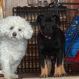 Merida, an adoptable Mixed Breed in Calgary, AB, T3C 1W4 | Photo Image 4