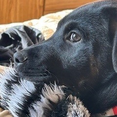 Merida, an adoptable Mixed Breed in Calgary, AB, T3C 1W4 | Photo Image 5