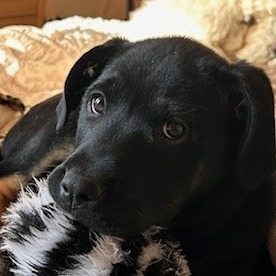 Merida, an adoptable Mixed Breed in Calgary, AB, T3C 1W4 | Photo Image 6