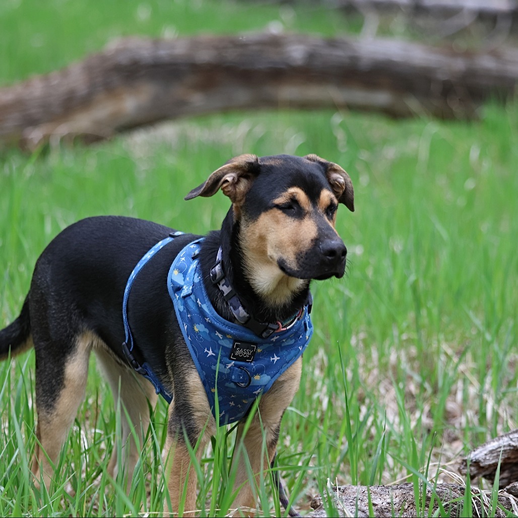 Tarzan, an adoptable Mixed Breed in Calgary, AB, T3C 1W4 | Photo Image 1