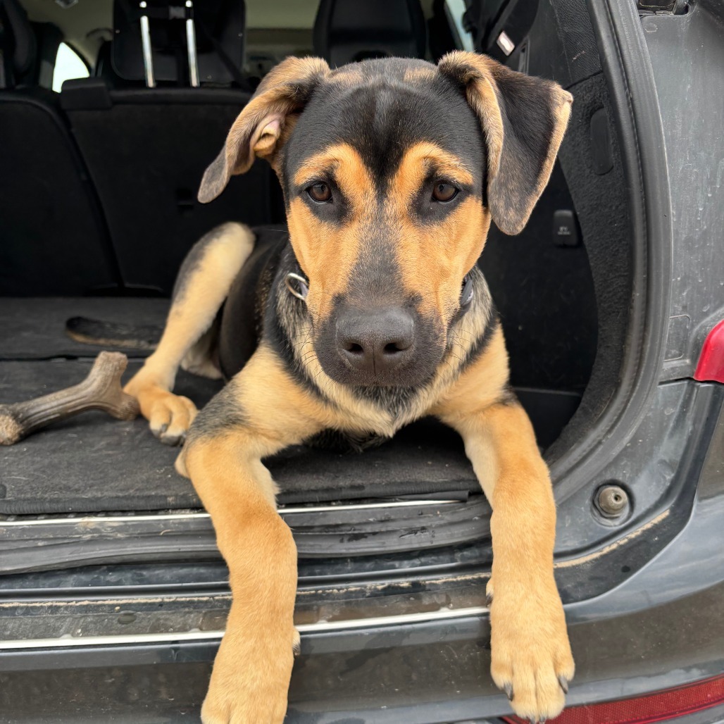 Tarzan, an adoptable Mixed Breed in Calgary, AB, T3C 1W4 | Photo Image 1