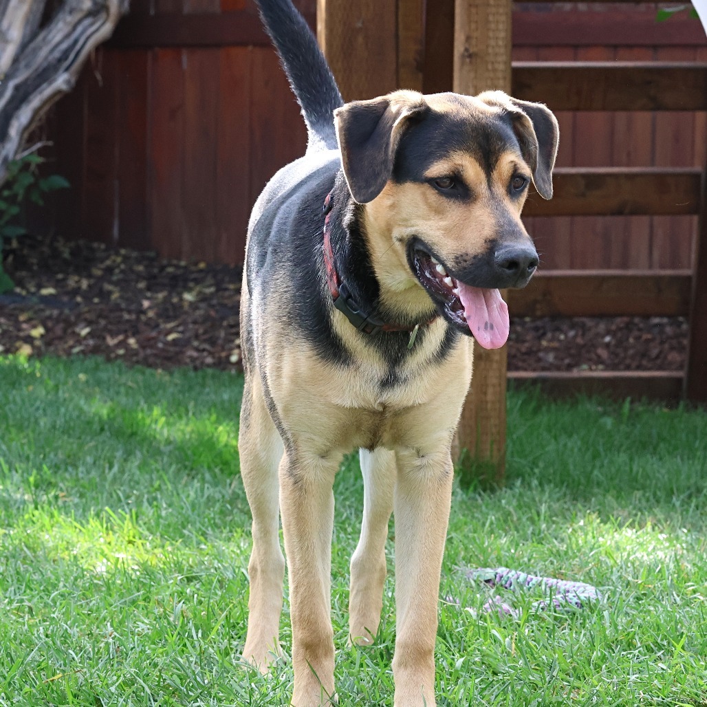 Tarzan, an adoptable Mixed Breed in Calgary, AB, T3C 1W4 | Photo Image 1