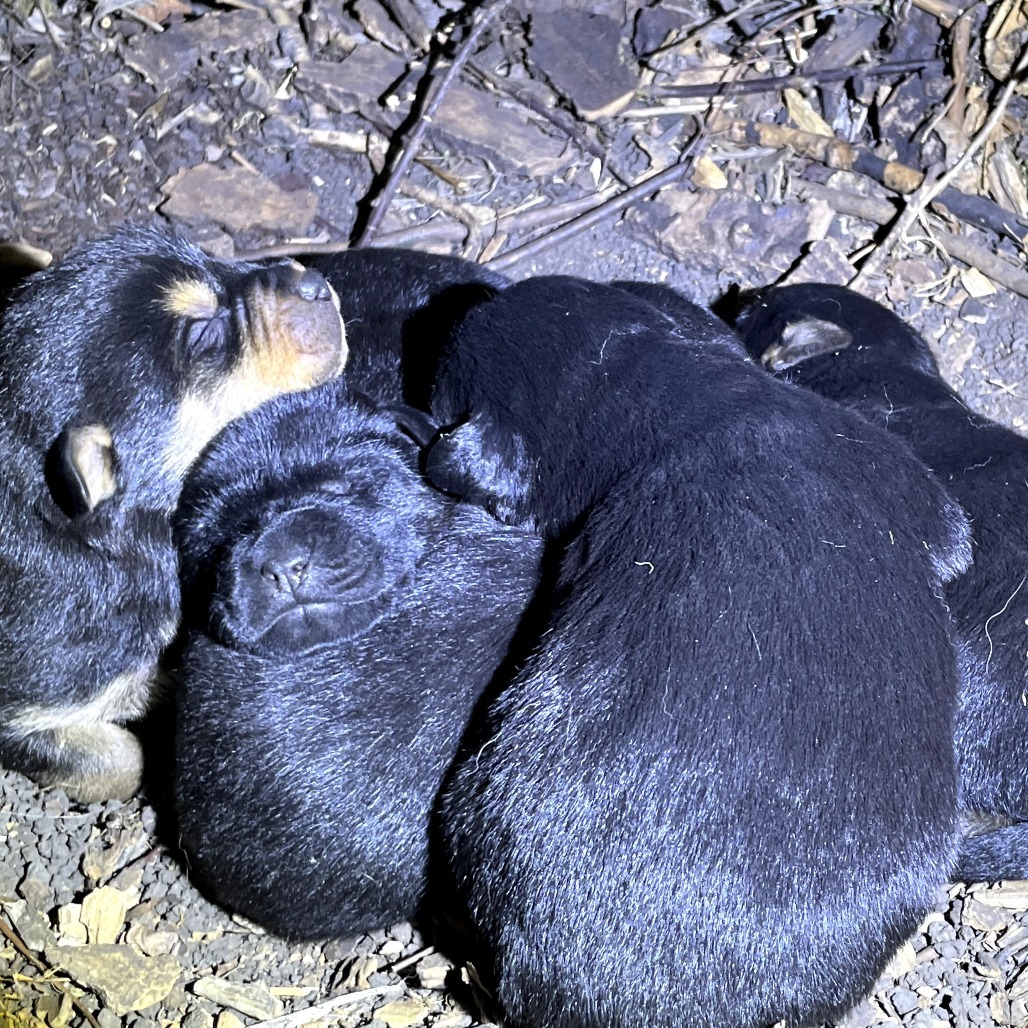 Tarzan, an adoptable Mixed Breed in Calgary, AB, T3C 1W4 | Photo Image 2
