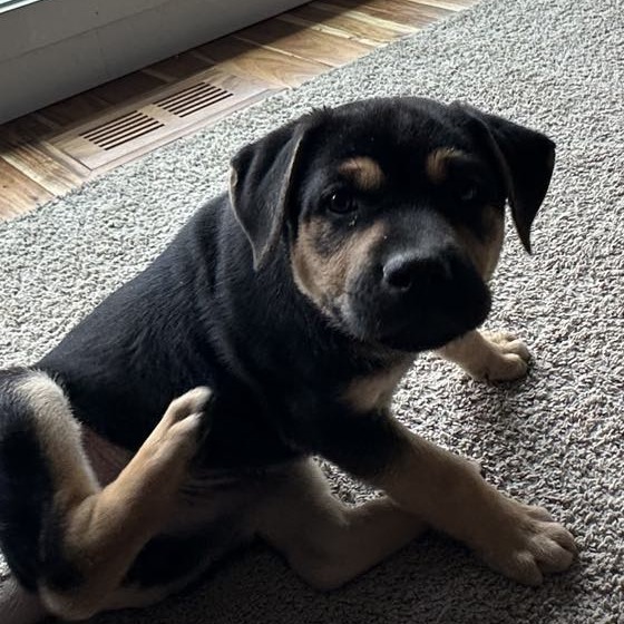 Tarzan, an adoptable Mixed Breed in Calgary, AB, T3C 1W4 | Photo Image 3