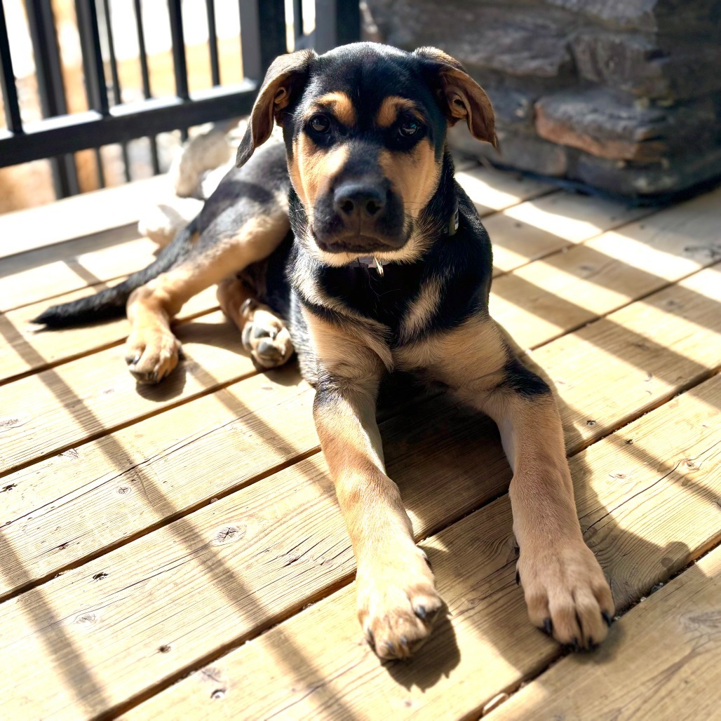 Tarzan, an adoptable Mixed Breed in Calgary, AB, T3C 1W4 | Photo Image 5