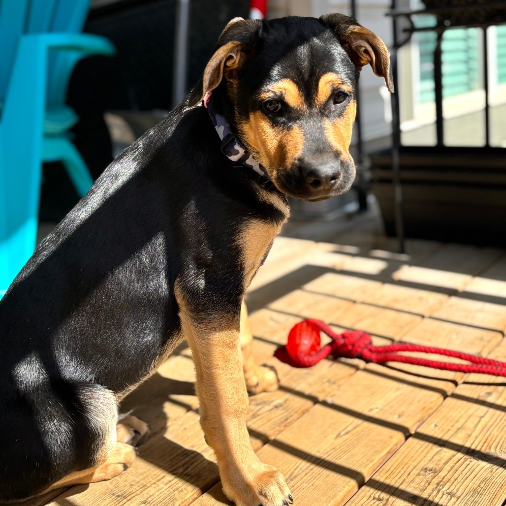 Tarzan, an adoptable Mixed Breed in Calgary, AB, T3C 1W4 | Photo Image 6