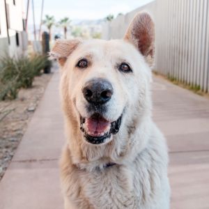 Bane, Adult Male Mixed Breed