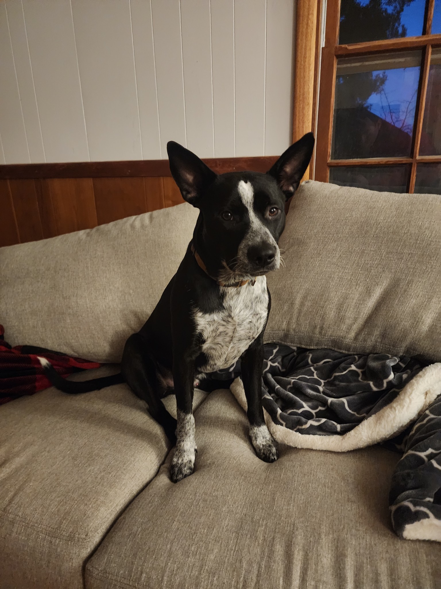 Koda/Asher, an adoptable Australian Cattle Dog / Blue Heeler in Bend, OR, 97701 | Photo Image 1