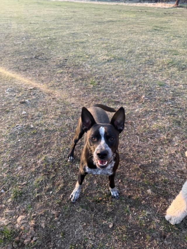 Koda/Asher, an adoptable Australian Cattle Dog / Blue Heeler in Bend, OR, 97701 | Photo Image 2