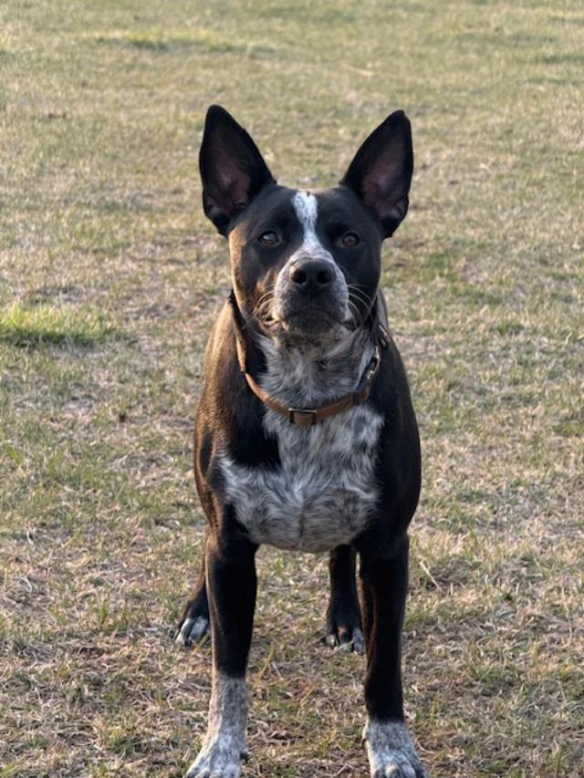 Koda/Asher, an adoptable Australian Cattle Dog / Blue Heeler in Bend, OR, 97701 | Photo Image 3