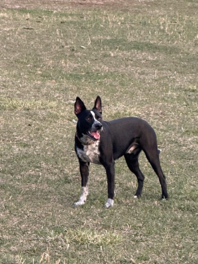 Koda/Asher, an adoptable Australian Cattle Dog / Blue Heeler in Bend, OR, 97701 | Photo Image 4