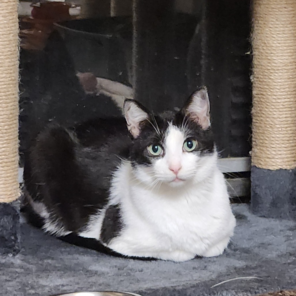 Puffball