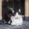 Puffball photo 1
