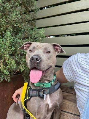Hi there Im Ballerina Im a 3-year-old spayed female weighing 61 pounds and Ive got the most go