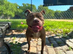 Princess, Adult Female Mixed Breed