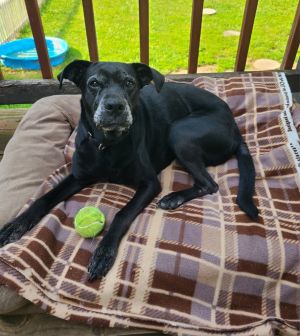 Lilly Yrly 61, Adult Female Labrador Retriever