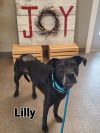 Lilly Yrly 61 photo 3