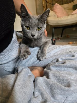 Leo is a super sweet boy who loves pets and playing with toys or other kitties Hes shy at first