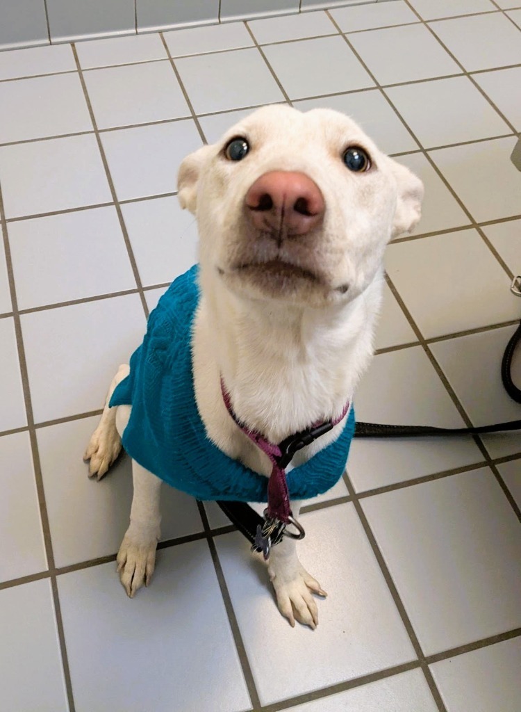Trixie
