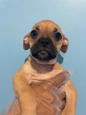 Meet Snug the sweetest little puppy with a personality as warm as her name Snug was born right her