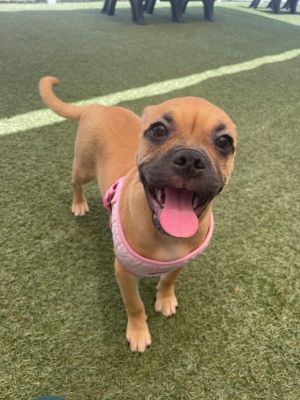 Meet Snug the sweetest little puppy with a personality as warm as her name Snug was born right her